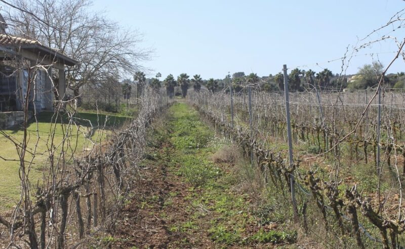 Alcúdia/Can Picafort: Guided Vineyard Visit and Wine Tasting - What You Can Expect: The Details