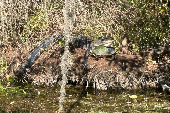 Alexander Springs 4 Hour Guided Kayak/ Swim/ Snorkel Adventure - Discover the Magic of Alexander Springs: A Guided Kayak and Swim Adventure