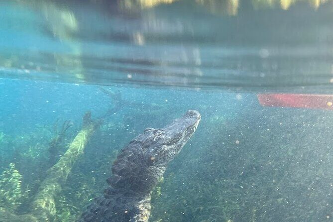 Alexander Springs 4 Hour Guided Kayak/ Swim/ Snorkel Adventure - Key Points