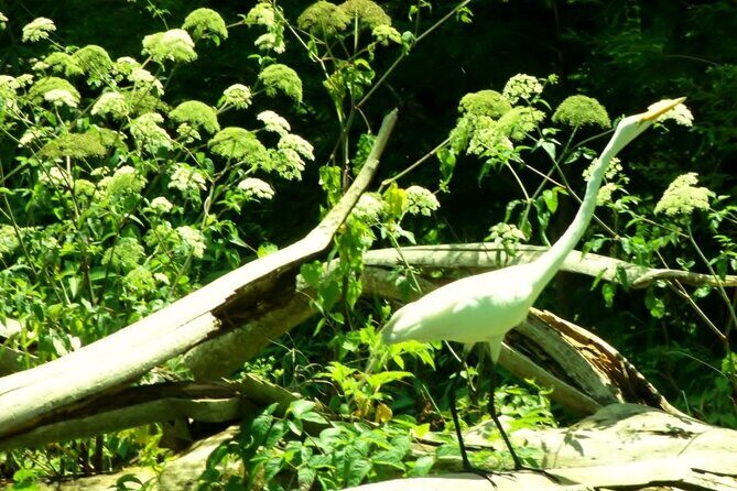 Alexander Springs 4 Hour Guided Kayak/ Swim/ Snorkel Adventure - The Value Proposition