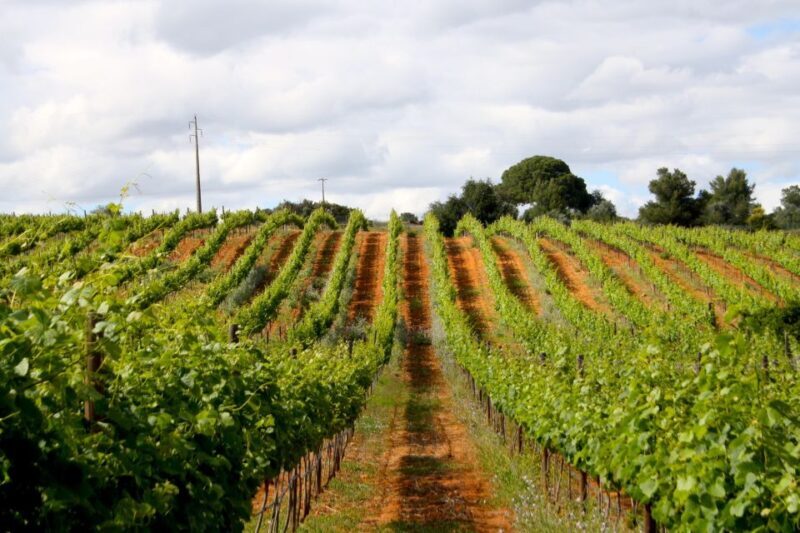 Algarve: 3 Types of Wine Tastings with Vineyard Views - Key Points
