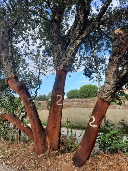 Algarve: 4x4 Safari Tour - from Coastal Wonders to Rural Treasures - Final Thoughts: Is This Tour for You?