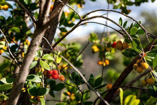 Algarve a la Carte - Final Thoughts: Is It Worth It?