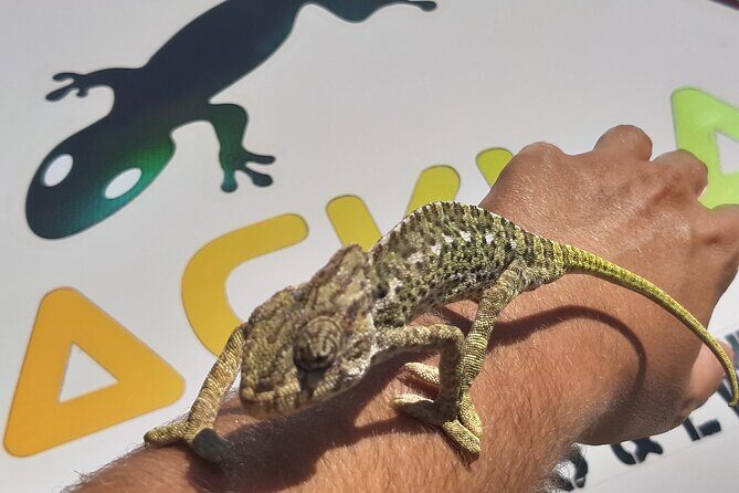 Algarve Charms - 7 Hours Private - FAQ