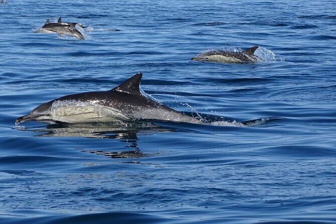 Algarve Dolphin Watching & Marine Life Eco Tour - Who Is This Tour Best Suited For?