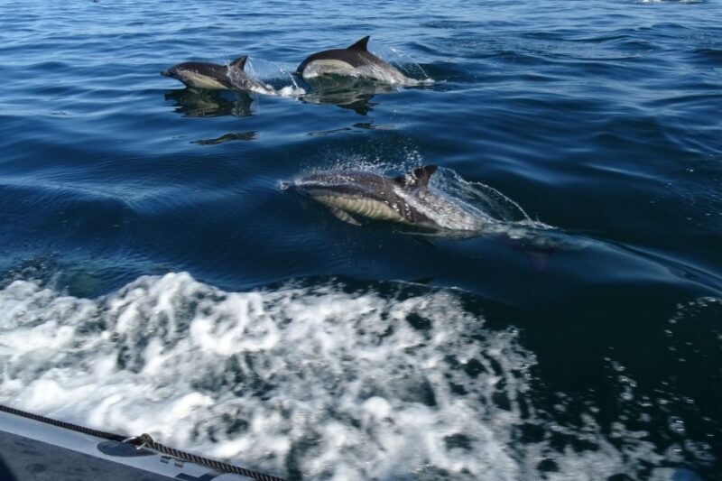 Algarve Dolphin Watching & Marine Life Eco Tour - What to Expect on the Algarve Dolphin Watching & Marine Life Eco Tour
