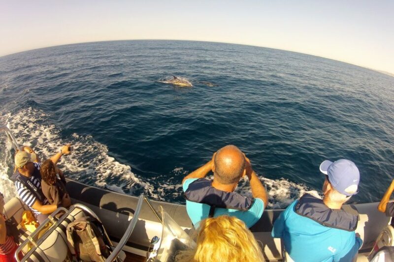 Algarve Dolphin Watching & Marine Life Eco Tour - Practical Tips for Your Tour