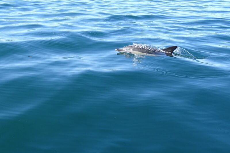 Algarve Dolphin Watching & Marine Life Eco Tour - Who Will Love This Tour?