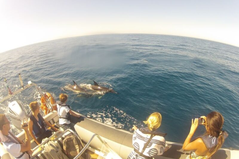 Algarve Dolphin Watching & Marine Life Eco Tour - The Sum Up