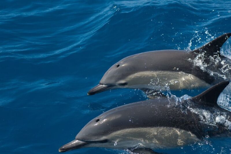 Algarve Dolphin Watching & Marine Life Eco Tour - Frequently Asked Questions
