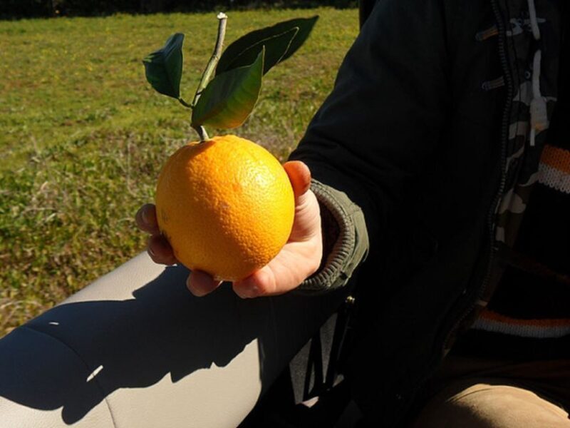 Algarve Full-Day Jeep Safari Tour with Lunch - The Sum Up