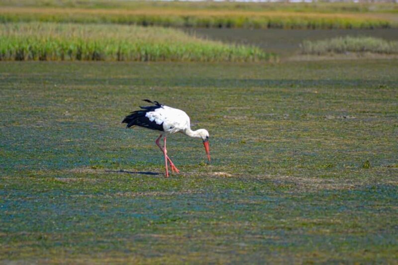 Algarve: Olhão Highlights Tour and Ria Formosa Boat Trip - Key Points