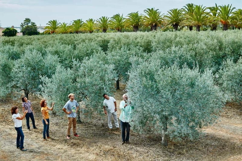Algarve: Olive Oil, Market, and Ria Formosa Boat Tour - Key Points
