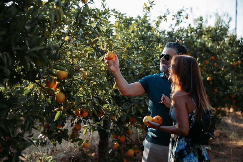 Algarve: Silves, Orange Grove & Monchique Mountains Tour - A Balanced Look at the Algarve: Silves, Orange Grove & Monchique Mountains Tour