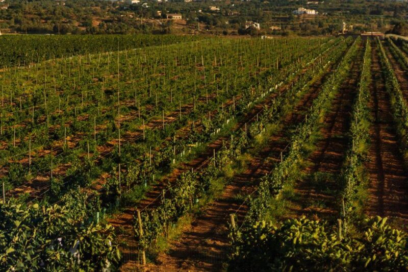 Algarve: Vineyard Tour & Premium Wine Tasting in Silves - Discovering the Algarve’s Wine Heritage