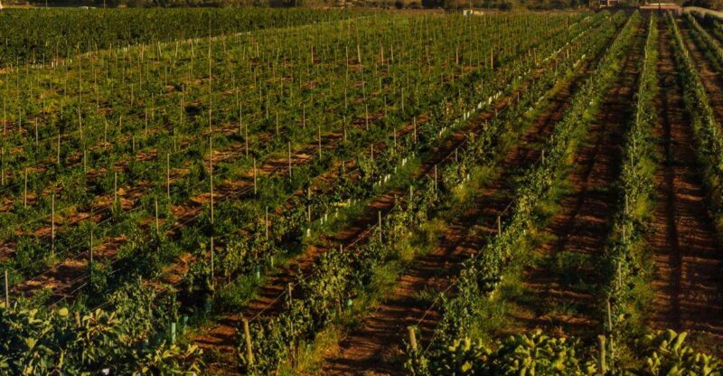 Algarve: Vineyard Tour & Premium Wine Tasting in Silves - Authentic Experiences and Authentic Flavors