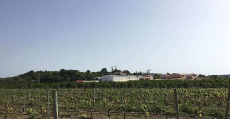 Algarve wine tour and mountain top trip with lunch or dinner - Key Points
