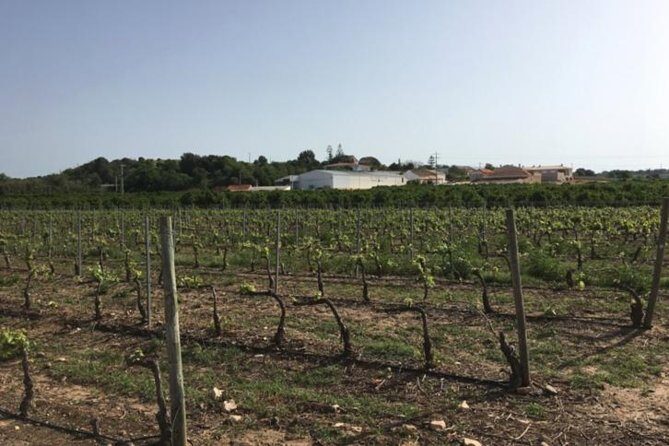 Algarve Wine Tour of Two Wine Estates - Authentic, Engaging, and Value-Driven Experience