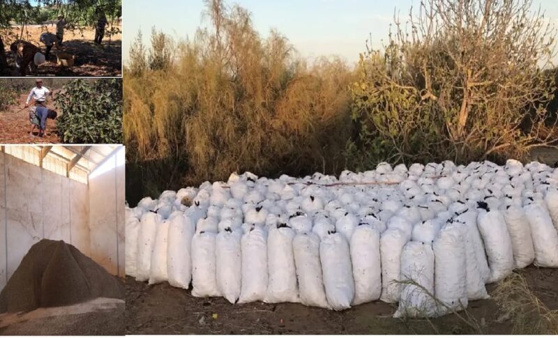 ALGARVE'S CAROB TRAIL - A Deep Dive into the Algarve’s Carob Experience