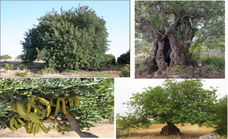 ALGARVE'S CAROB TRAIL - FAQs