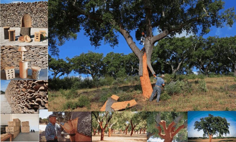 ALGARVE'S CORK TRAIL - An In-Depth Look at the Algarve’s Cork Heritage Tour