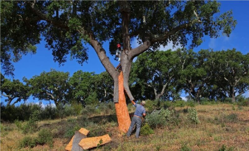 ALGARVE'S CORK TRAIL - The Experience Provider: Trusted and Professional