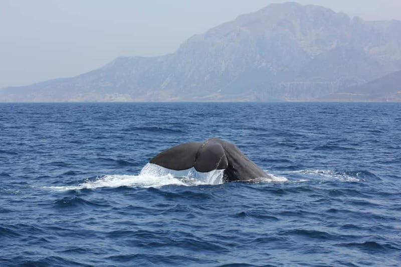 Algeciras: Dolphin and whale watching in reduced groups - Key Points