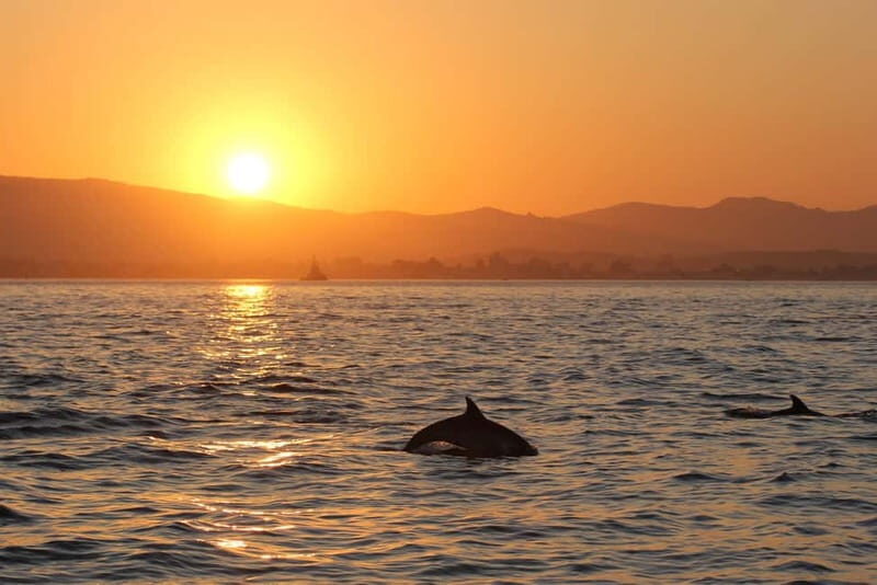 Algeciras: Dolphin and whale watching in reduced groups - Final Thoughts