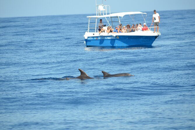 Alghero - Dolphin Watching and Guided Snorkeling (summer tour) - An In-depth Look at the Tour