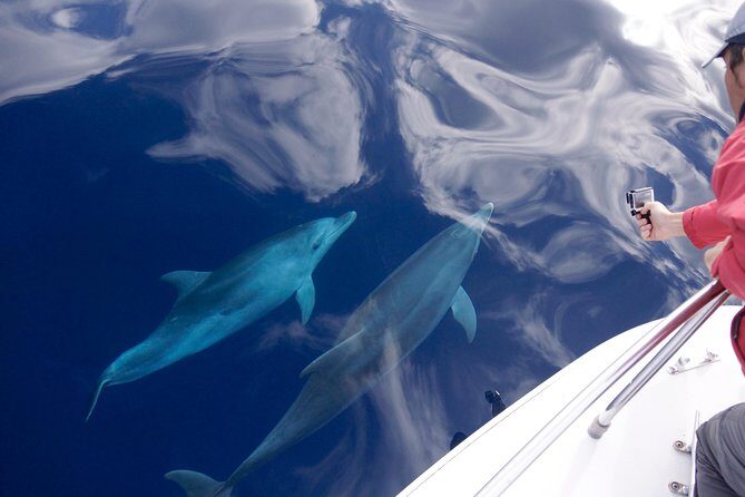 Alghero - Dolphin Watching (Spring & Autumn Tour) - Alghero - Dolphin Watching (Spring & Autumn Tour): A Deep Dive into Sardinian Seas