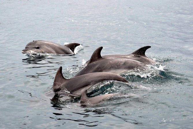 Alghero - Dolphin Watching (Spring & Autumn Tour) - The Value of This Experience