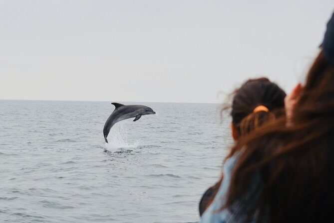Alghero - Dolphin Watching (Spring & Autumn Tour) - Final Thoughts
