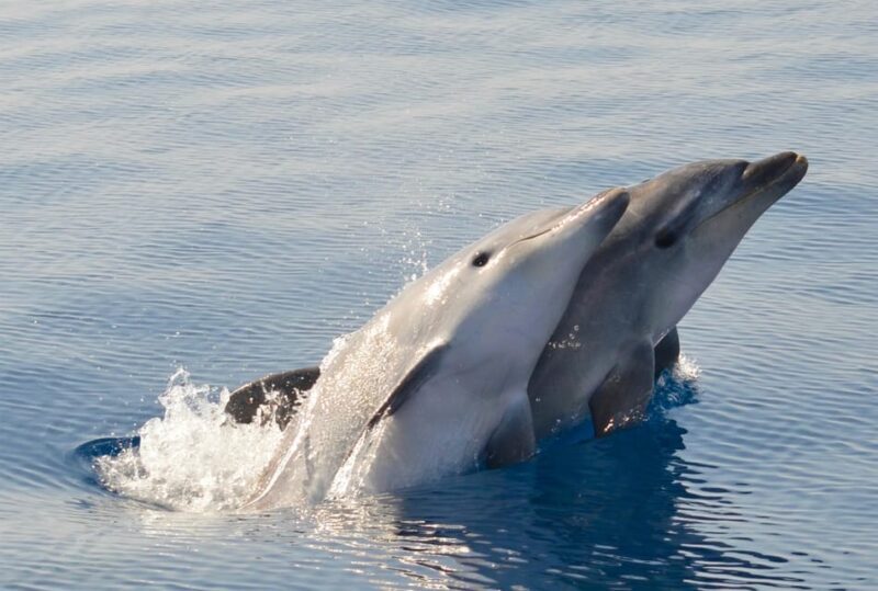 Alghero: Dolphin Watching Tour with Marine Biologists - Key Points