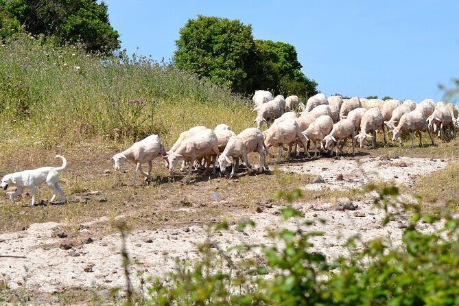 Alghero: Jeep tour to discover nature and breathtaking landscapes - The Value of This Jeep Tour