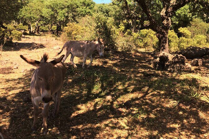 Alghero: Jeep tour to discover nature and breathtaking landscapes - FAQ