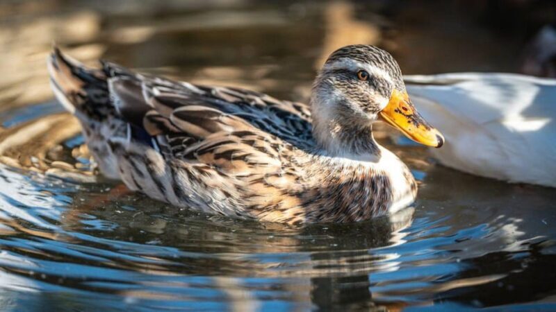 Alghero: visit an animal shelter in Olmedo - Final Thoughts: Is It Worth It?