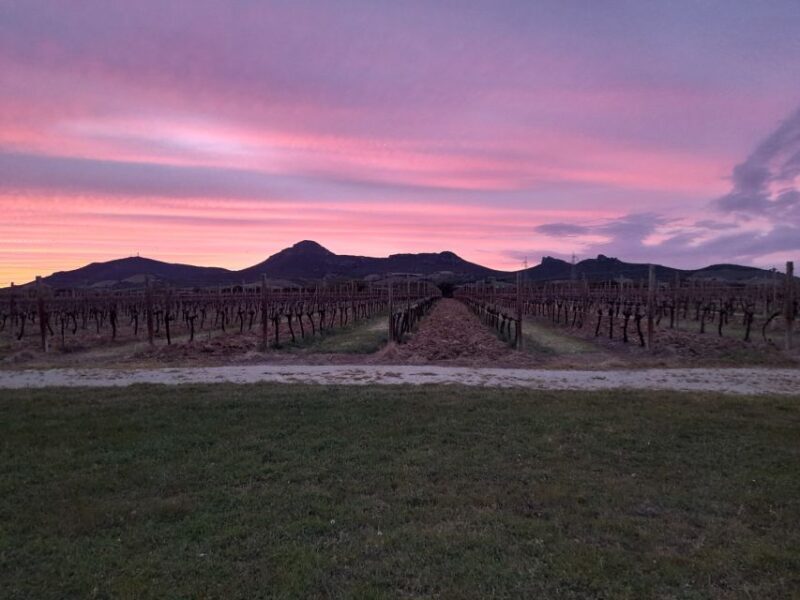 Alghero: wine tasting w/ local aperitif in the vineyard - Final Thoughts: Why You Should Book This Experience