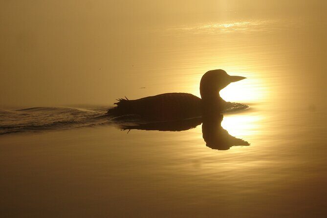 Algonquin Park 4-Day Deluxe Camping & Canoeing Adventure - The Bottom Line