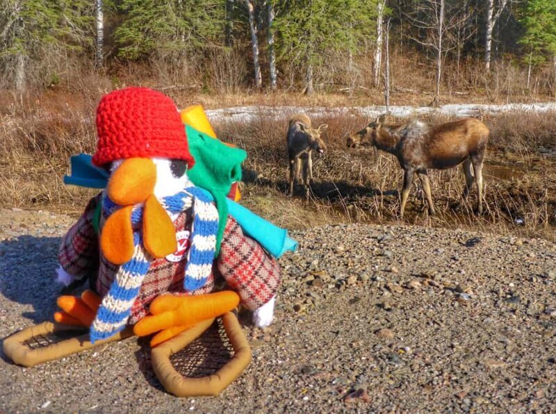 Algonquin Park: Adventure Tour from Toronto - Key Points