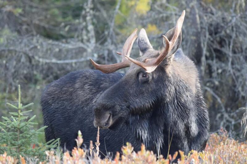 Algonquin Park Day Tour: Canoeing Adventure - What Sets This Tour Apart?
