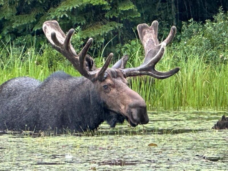 Algonquin Park: Luxury 4-Day/3-night Canoe and Camping Tour - Exploring the Itinerary: What to Expect