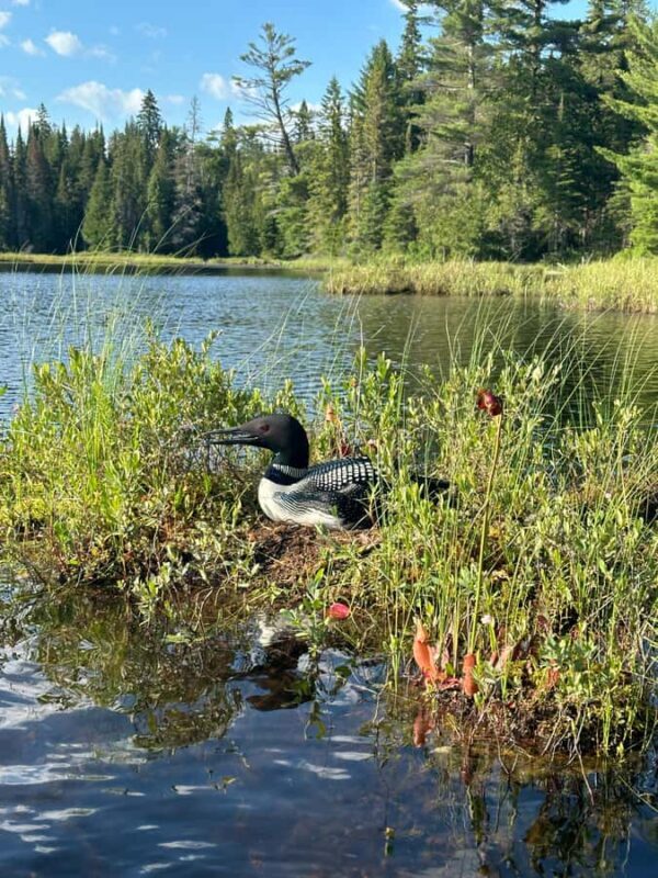 Algonquin Park: Luxury 4-Day/3-night Canoe and Camping Tour - The Value and Practicalities