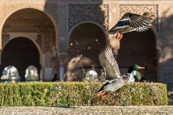 Alhambra Private/Small Group Tour & Nasrid Palaces Skip the Line - Frequently Asked Questions