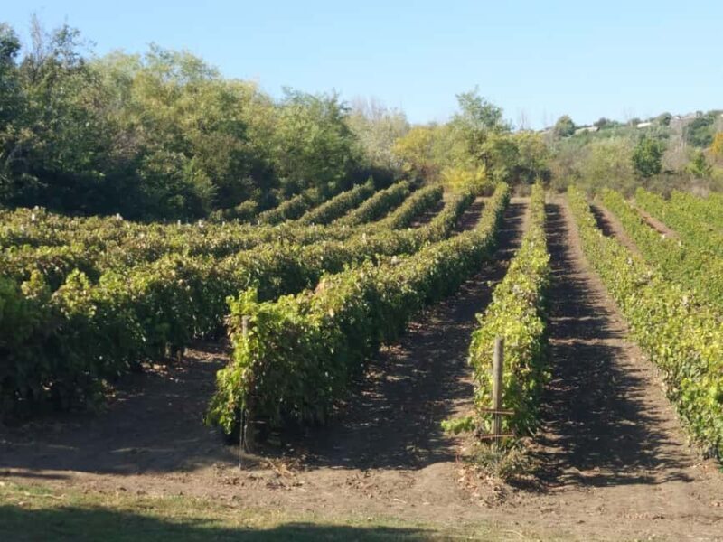 Alicante: Breakfast in the countryside Private transportation - Key Points
