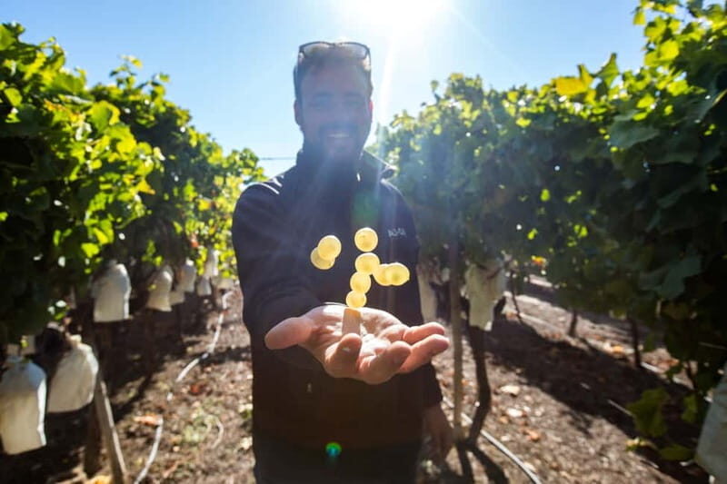 Alicante: Countryside Wine Tour with 4 Tastings - Key Points