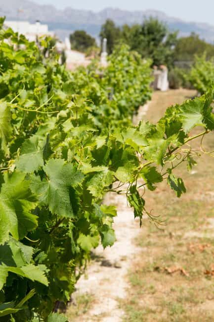 Alicante: Nature & Culture, Guadalest, Waterfalls & Wine - Who Would Love This Tour?