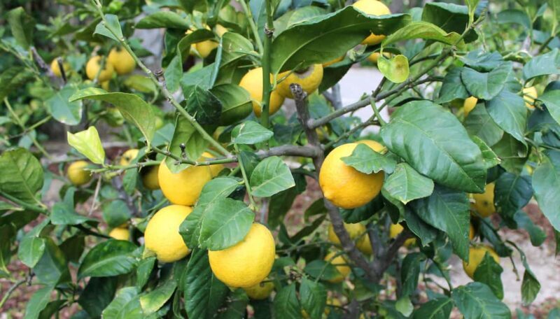 Alicante: UNESCO Heritage Palm grove + Artistic Garden Tour - Key Points