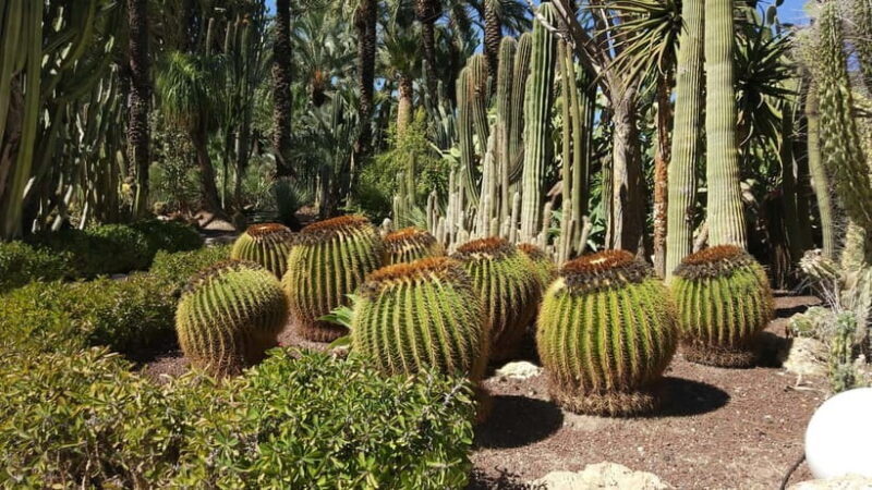 Alicante: UNESCO Heritage Palm grove + Artistic Garden Tour - Practical Details and Logistics