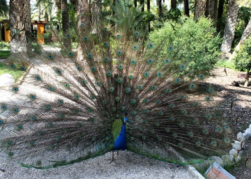 Alicante: UNESCO Heritage Palm grove + Artistic Garden Tour - Analyzing the Value