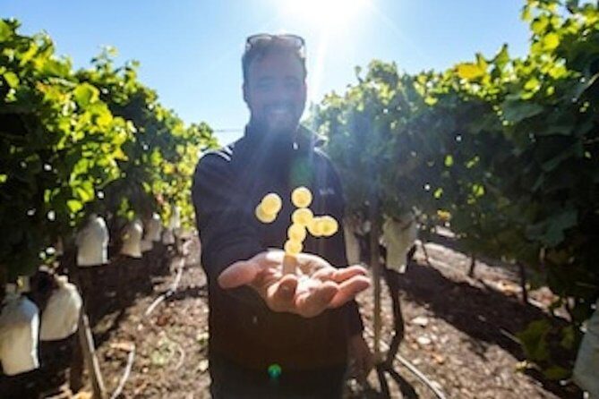 Alicante Wine Tour with Wine Tasting - Key Points